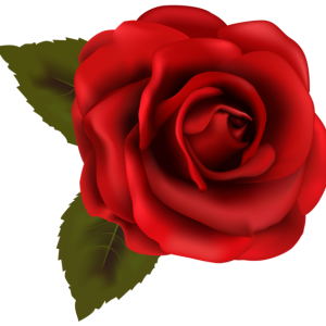Rose PNG