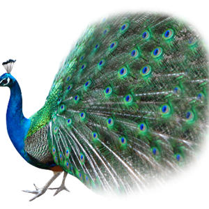 Peacock PNG