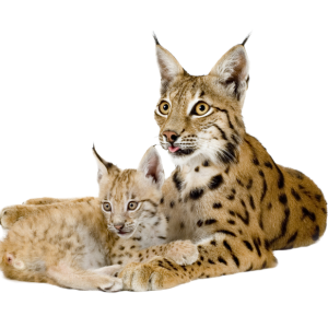 Lynx PNG