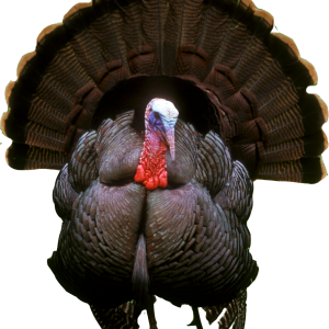 Turkey bird PNG