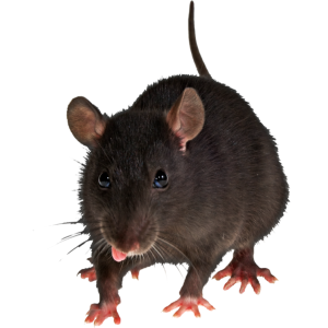 mouse, rat PNG image