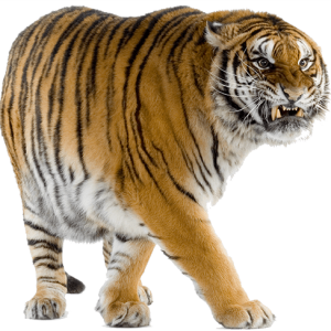 Tiger PNG