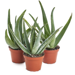 Aloe vera PNG