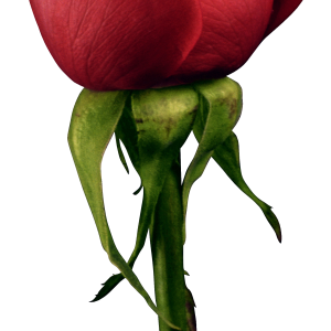 Rose PNG