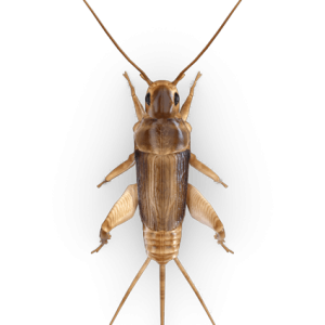 Cricket insect PNG