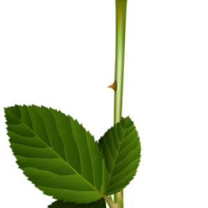 Rose PNG