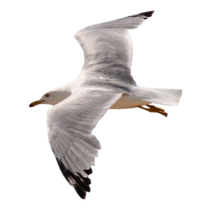Gull PNG