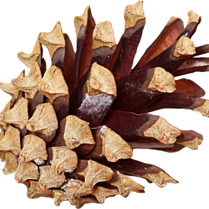 Pine cone PNG