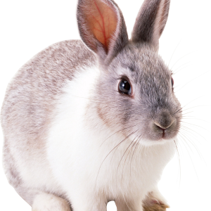 rabbit PNG