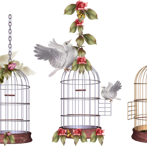 Cage bird PNG