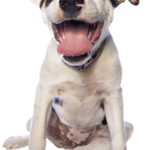 Dog PNG