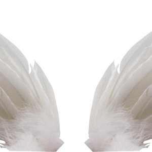 White wings PNG