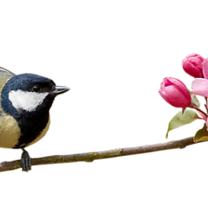 Bird PNG