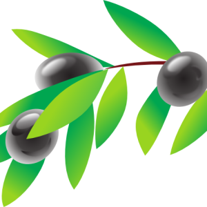 Olive PNG