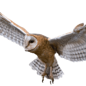 Owl PNG