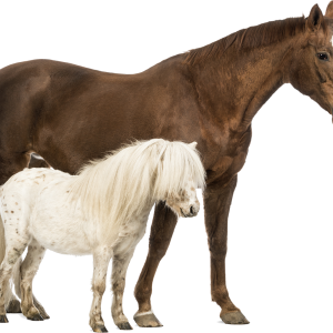 Pony PNG