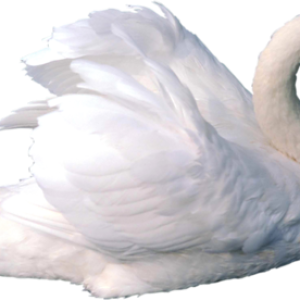White swan PNG