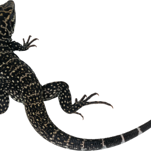 Gecko PNG