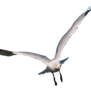 Gull PNG