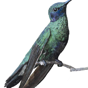 Hummingbird PNG