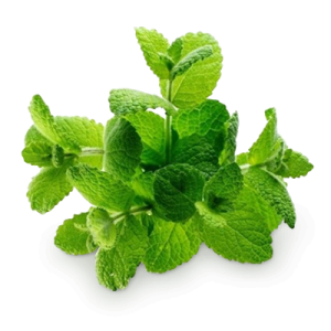 Pepermint PNG