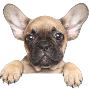 Bulldog PNG