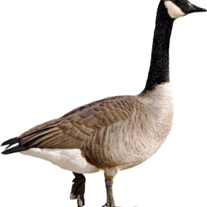 Goose PNG