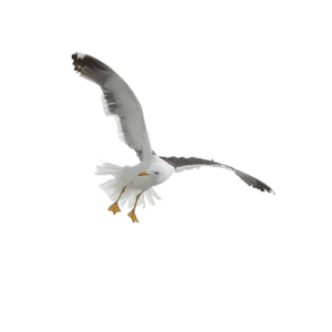 Gull PNG