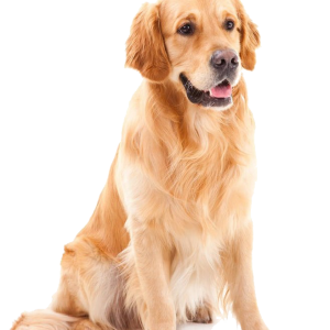 Labrador Retriever PNG