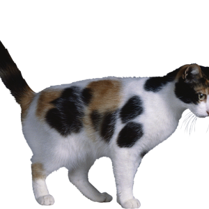 Cat PNG