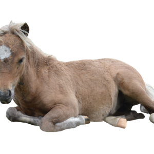 Pony PNG