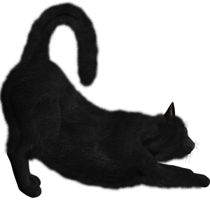 Black Cat PNG image