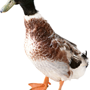 Duck PNG image