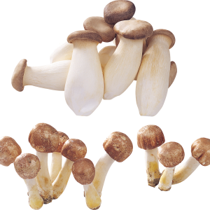 Mushroom PNG image