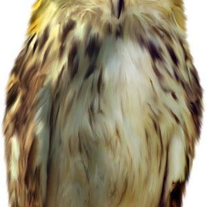 Owl PNG