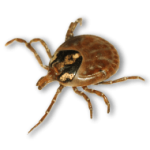 Tick insect PNG