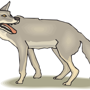 Jackal, coyote PNG