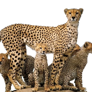 Cheetah PNG