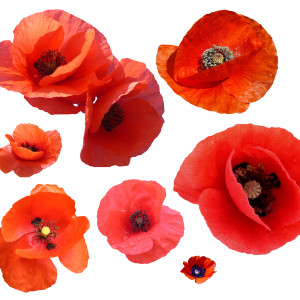 Poppy flower PNG