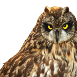 Owl PNG