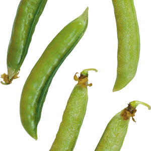 Pea PNG