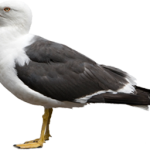 Gull PNG