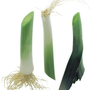 Leek PNG