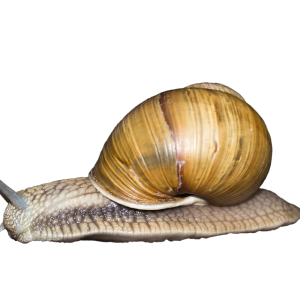 Snail PNG