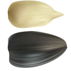 Sunflower seeds PNG