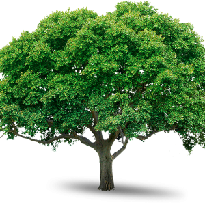 tree png image, free download, picture