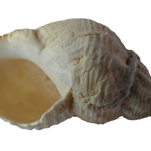 Seashell PNG