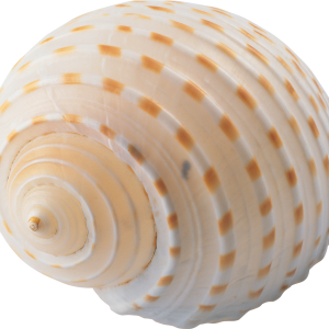 Seashell PNG