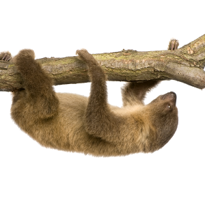 Sloth PNG