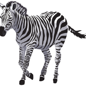 Zebra PNG image